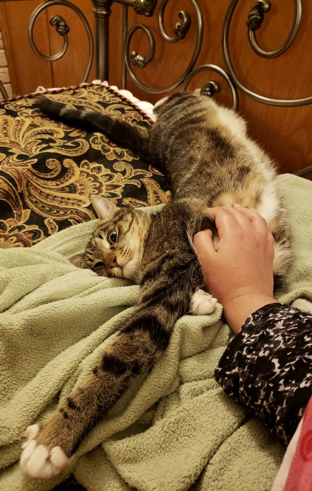 Kitty just figured out belly rubs exist