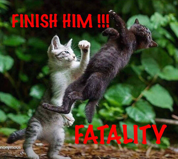 Kitty Kombat
