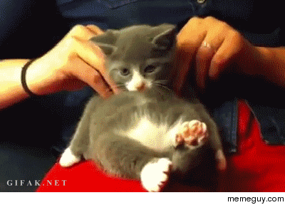Kitty massage