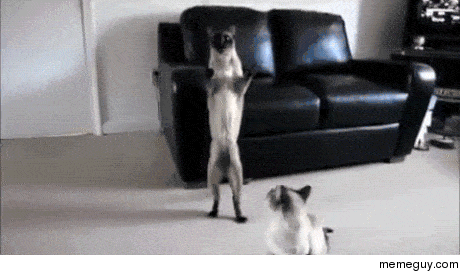 Kitty mutiny
