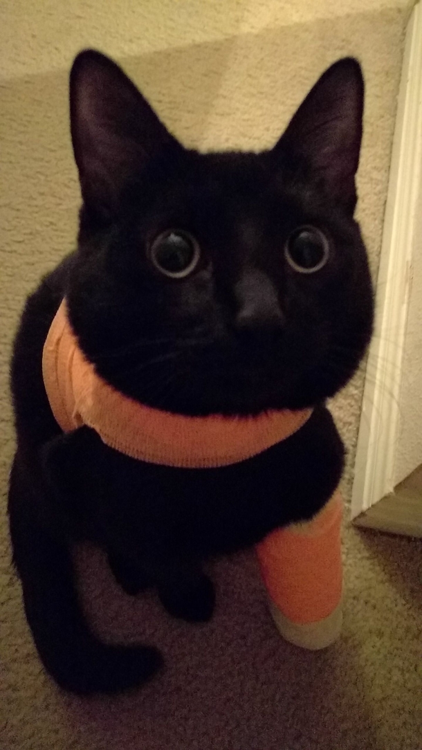Kitty stares into th dimension