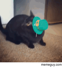 Kitty vs hat