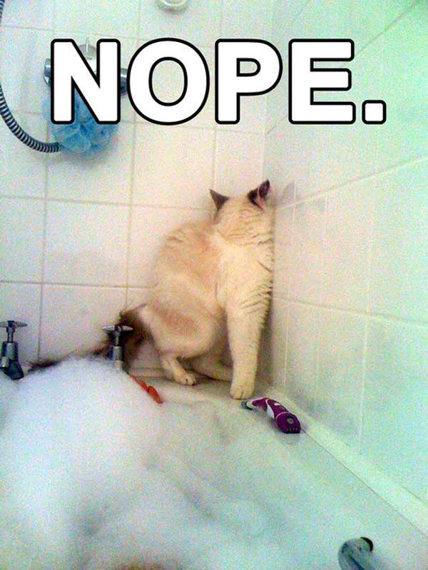 Kitty want a bath