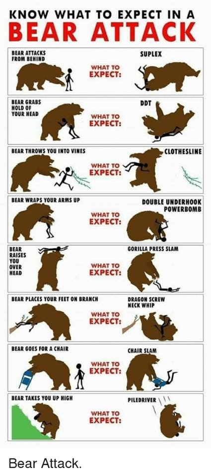 Know What to Expect in a Bear Attack