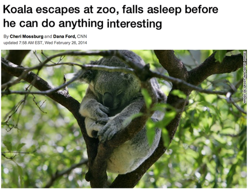 Koala Escapes from Zoo