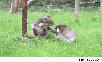 Koala is sorry