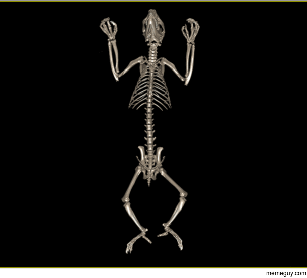 Koala Skeleton DVR from a CT scan