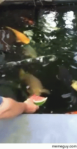 Koi inhales watermelon