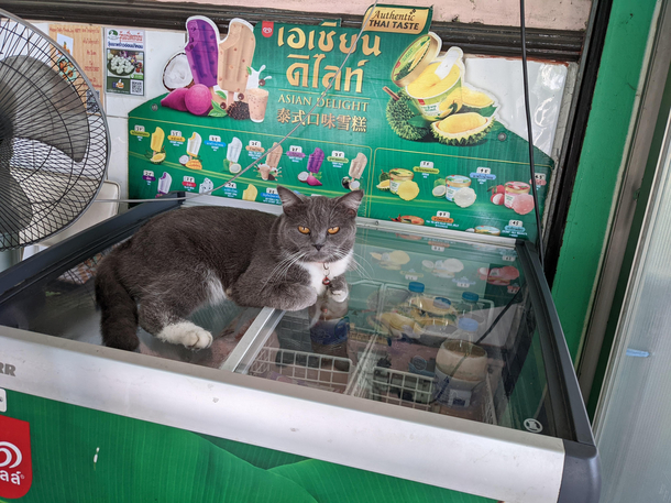 Kool Kat