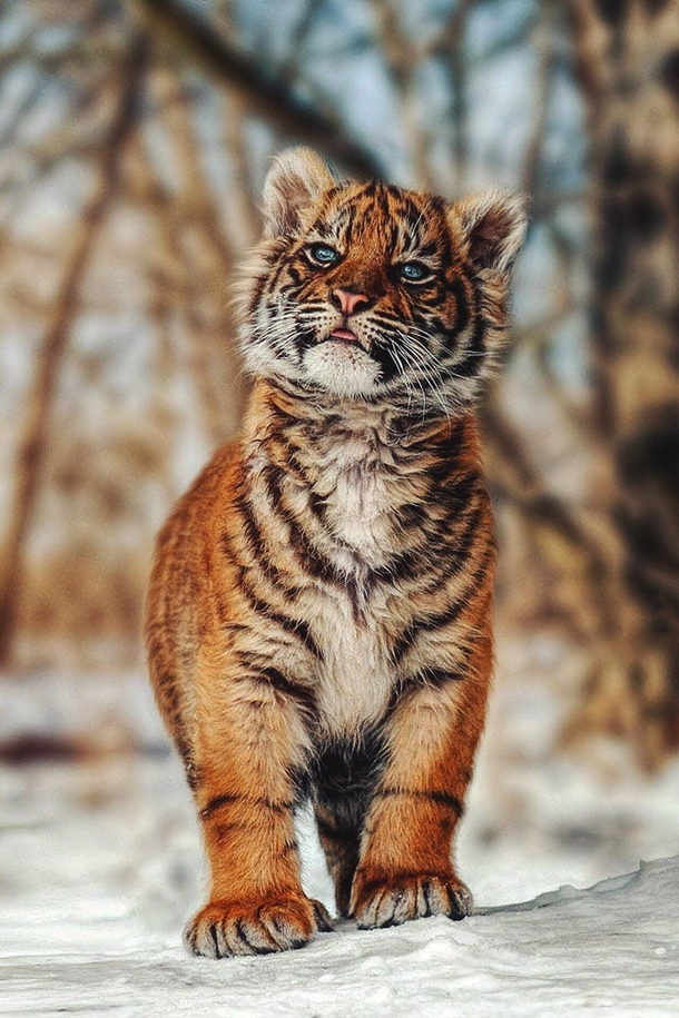 Kurt Russell tiger cub