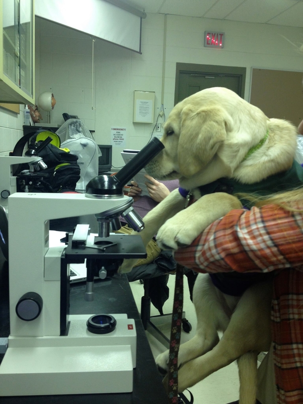 Lab lab