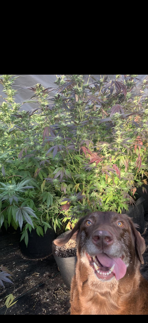 Labrador Weedtriever