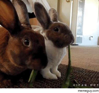 Lady and the Tramp- Bunny Version