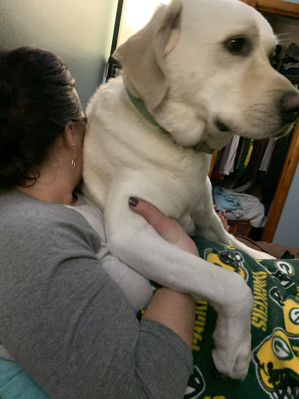 Lap dog chest dog whatever