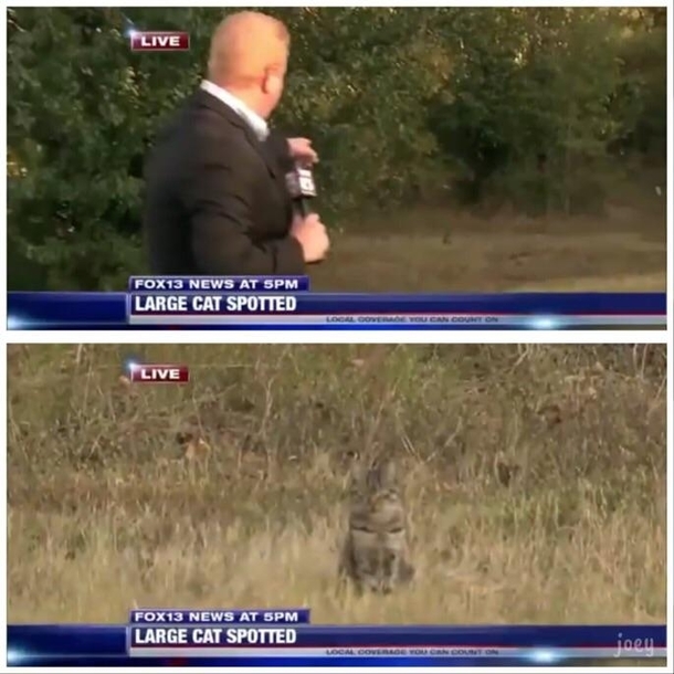 Large Cat Spotted