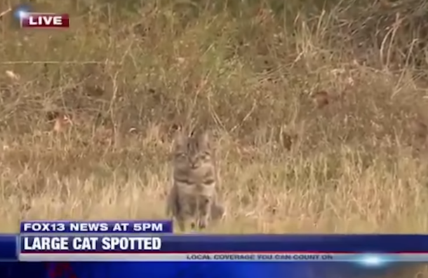 LARGE CAT SPOTTED