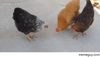 Lasers work on chickens too