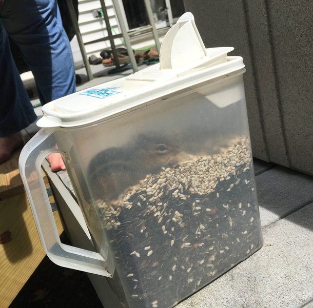 Lately the bird food has been disappearing from the container inexplicably We just found the culprit