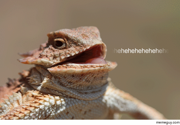 Laughing Lizard Gif