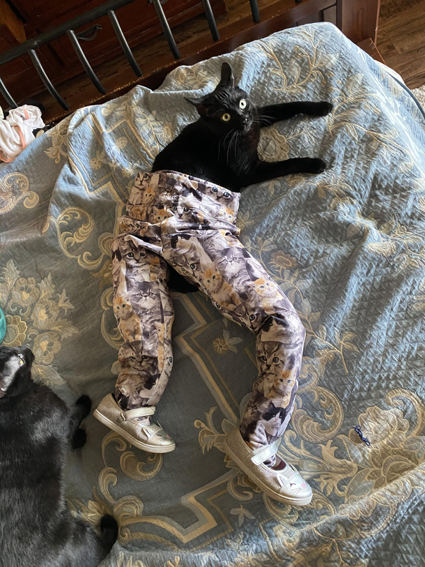 Laundry day cats pajamas