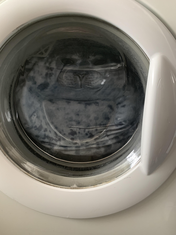 Laundry day just cracked me up