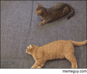 Lazy cat trying to help