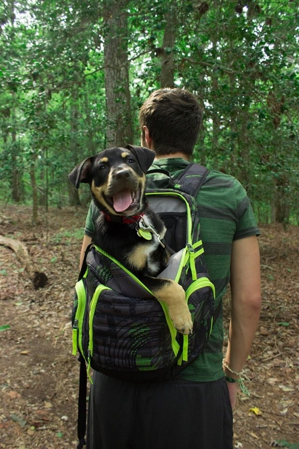 Lazy hiking dog