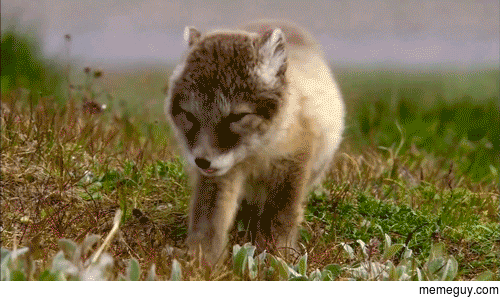 Lazy Wolf