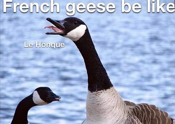 Le Honque