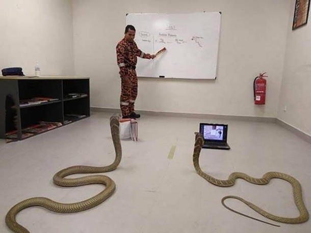 Learning how to snek is hard