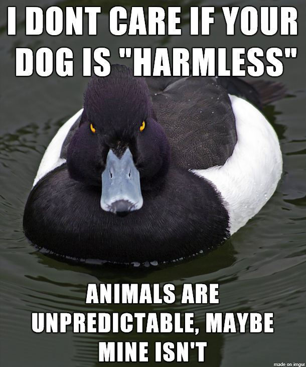 Leash your damn dog