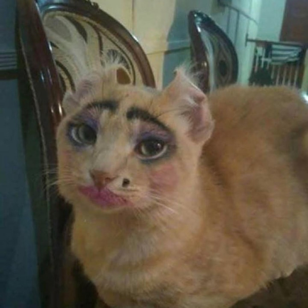 Leave the kids alone with the cat they said everything will be fine they said