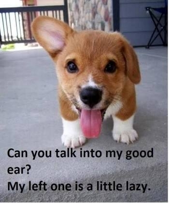 Left ear is little lazy lol