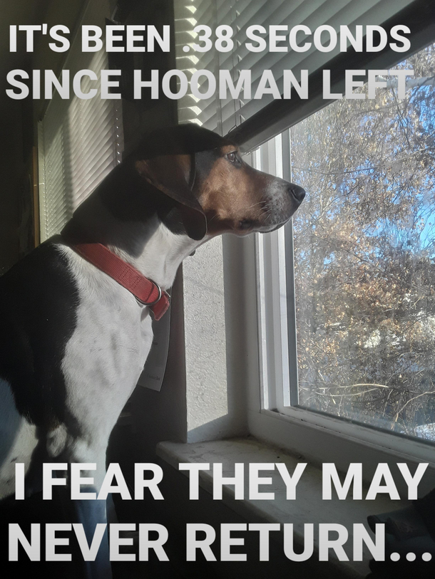 Legend has it doggo is still looking