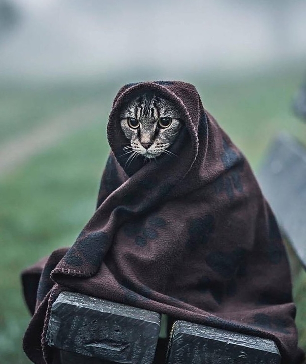 Legendary Khajiit Warrior watching over Skyrim