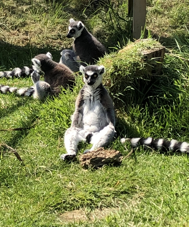 Lemur looking like its am and hes drunk in his friends floor thinking about the choices he made