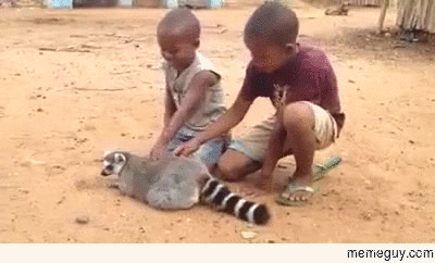 Lemur loves his back scratches