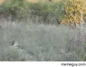 Leopard catching its dinner