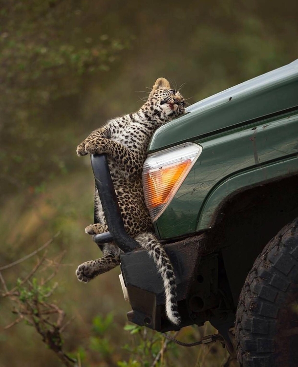 Leopard doing insurance fraud
