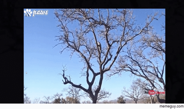 Leopard gets monkey jumping tree