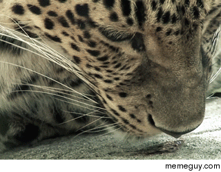 Leopard Tries Marmite