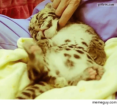 Leopards are a cuter form of catsuntil they grow up
