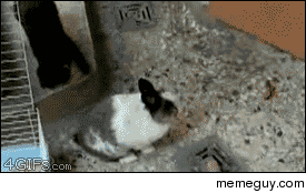 Lesson do not fuck with an animal that fucks for a living