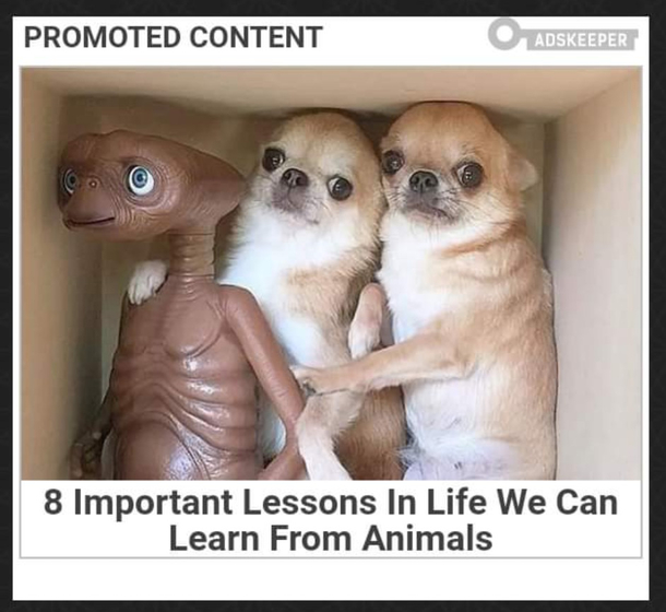 Lessons we can learn from animals