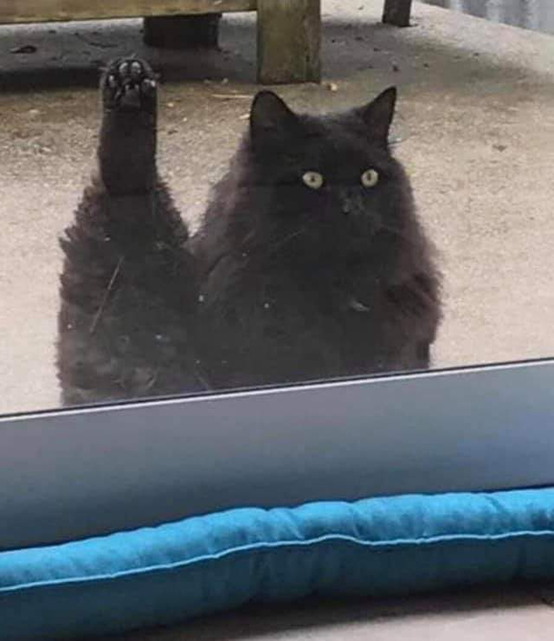 Let him in