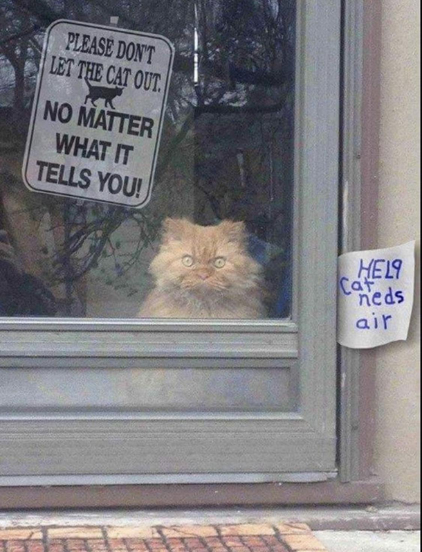 Let him out