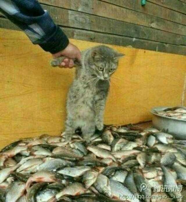 Let me go I swear Im just looking