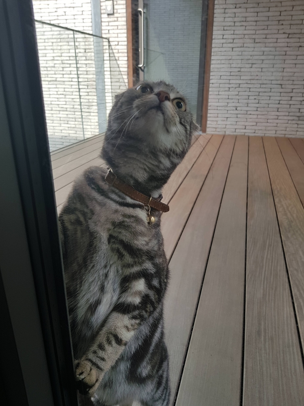 let me inside human there is a shark out there