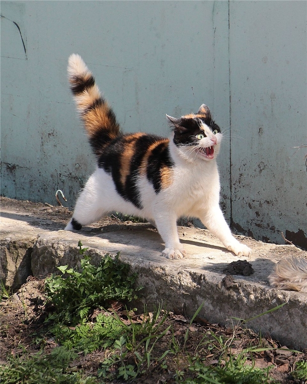 Let me present The overly dramatic cat