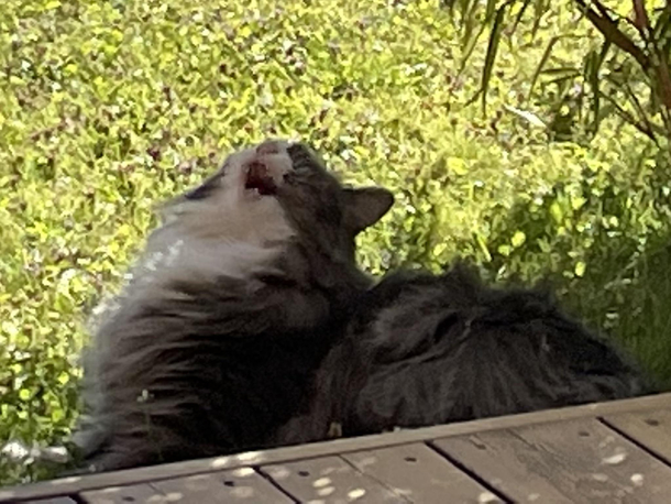 Let me tell you these biscuitsAAAAAAH